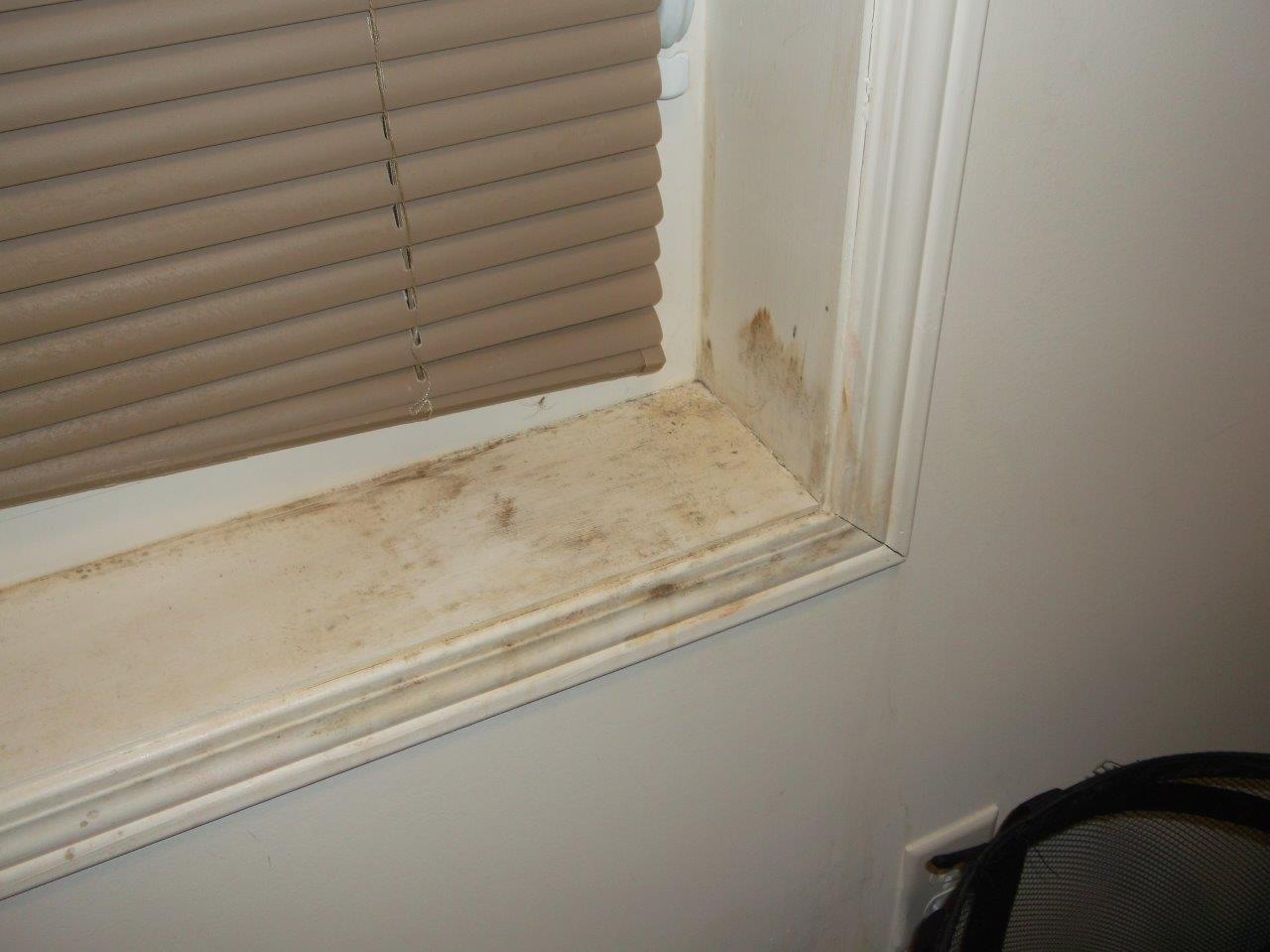 difference-between-mold-vs-mould-mold-removal-services